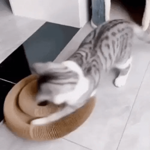 Griffoir interactif pour chats